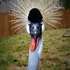 Meet your Posher, Susan